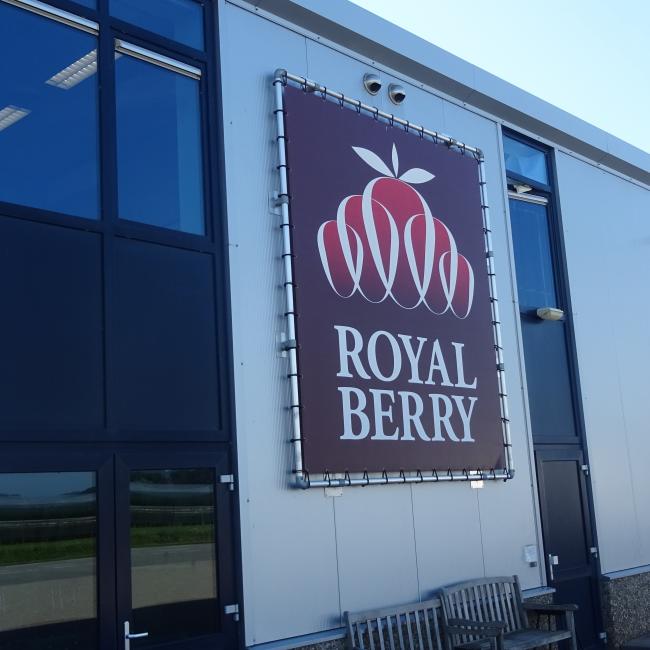 Royal Berry (NL)
