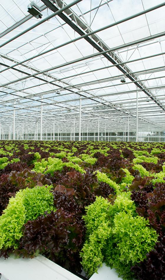 Forster Salatgarten AG (CH)